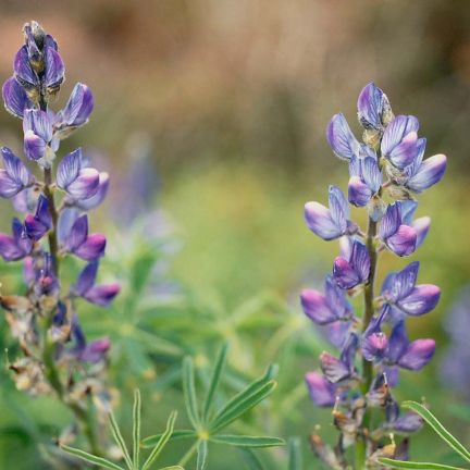 Lupins