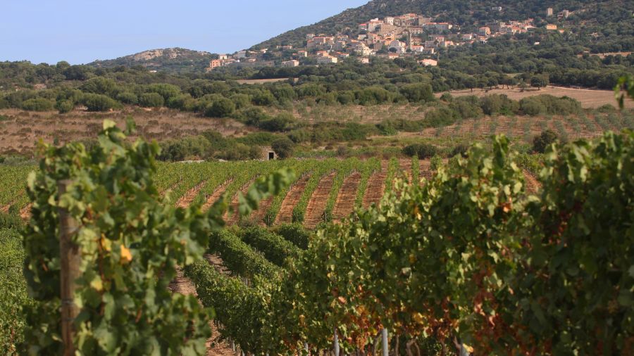 The wines of Balagne