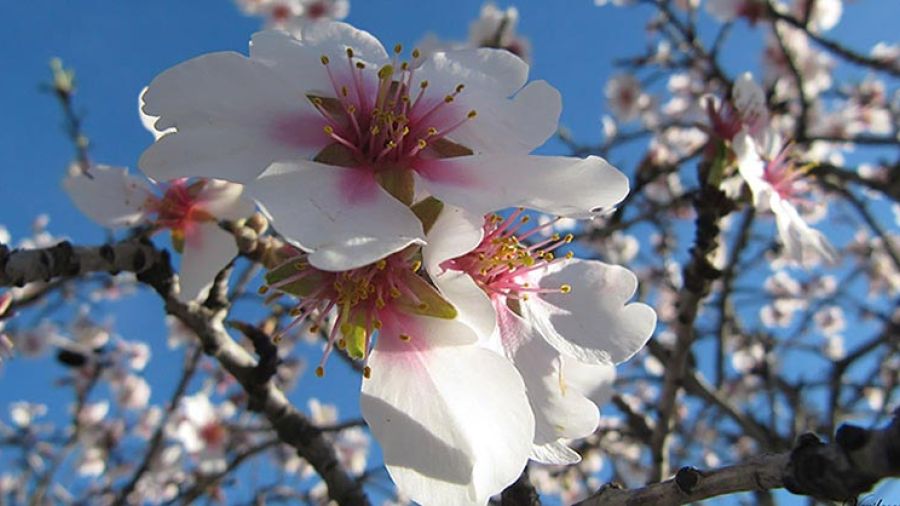 Almond trees blossoming in Calvi