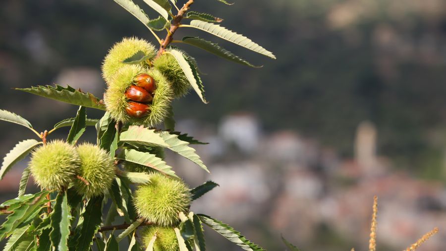 Die 5 wesentlichen Elemente des Winters auf Korsika