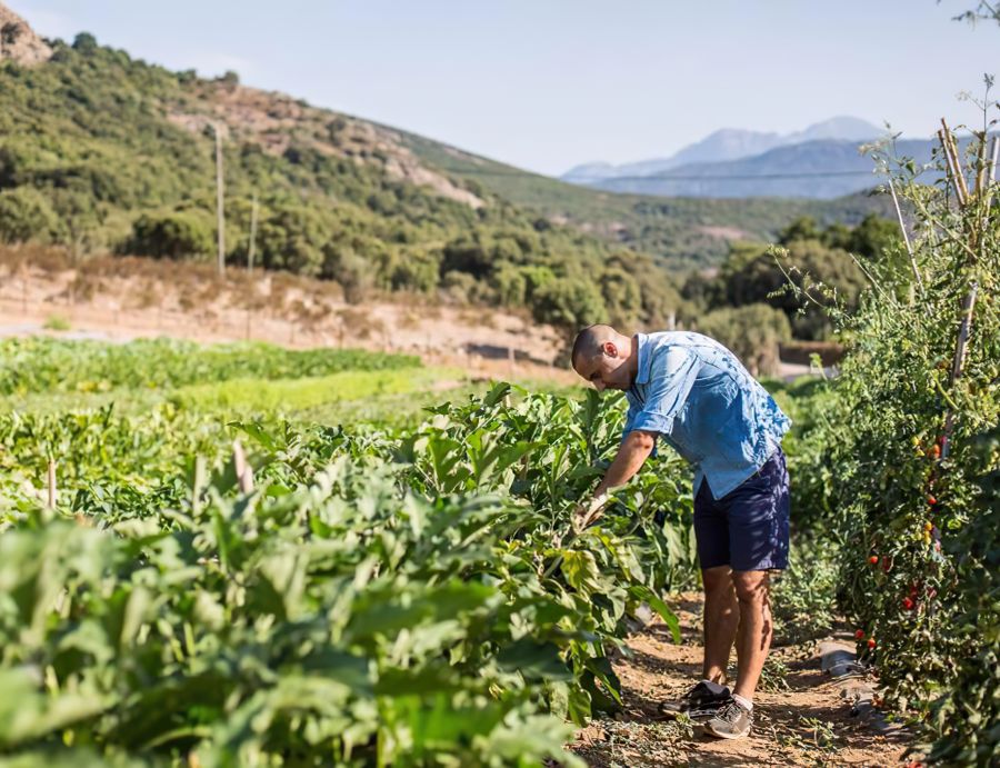 Produits corses et Gastronomie : vivifiez vos papilles !