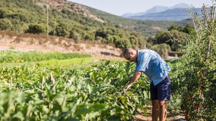Between tradition and modernity: The true taste of Corsica