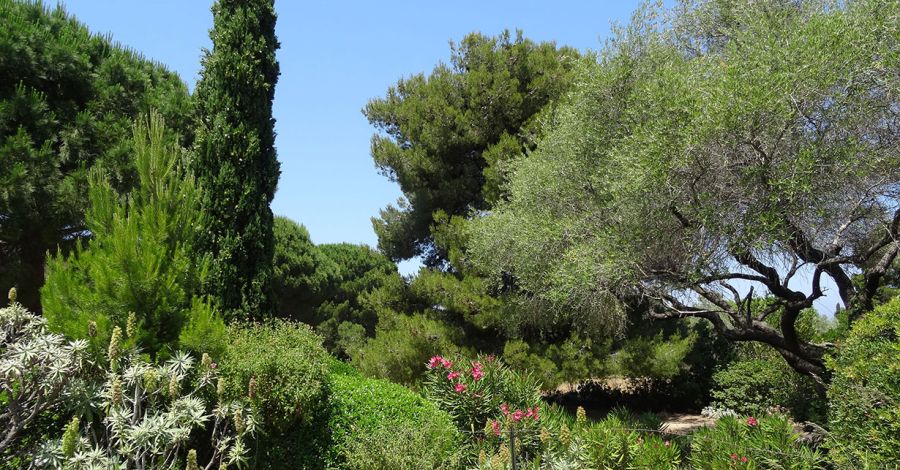An idea of Spring in Balagne