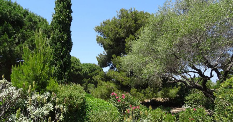 Une idée du printemps en Balagne