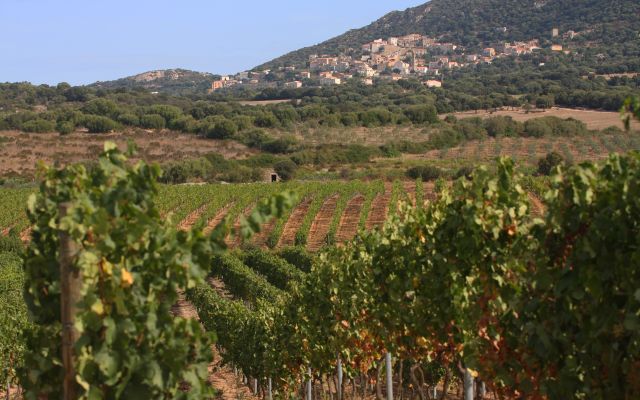 The wines of Balagne